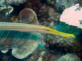 Trumpetfish IMG 6966